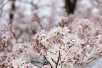 満開の桜