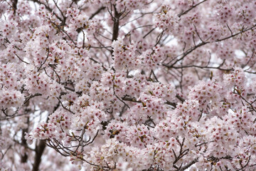 満開の桜