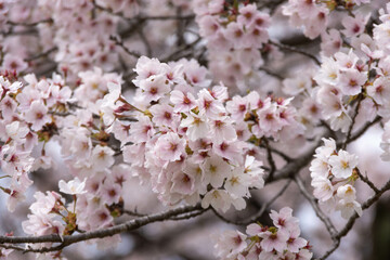 満開の桜