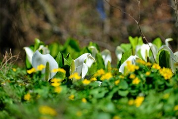 雪解け後の湿地に咲き誇る水芭蕉