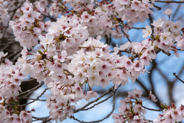 満開の桜