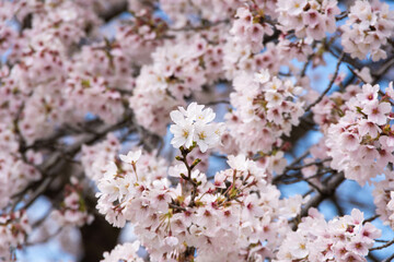 満開の桜