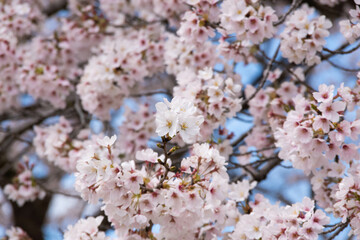 満開の桜