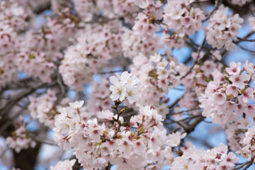満開の桜