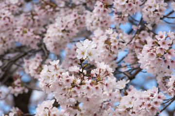 満開の桜