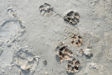 Dog footprints on cement floor. for construction background and textured.
