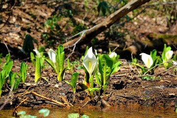 雪解け後の湿地に咲き誇る水芭蕉