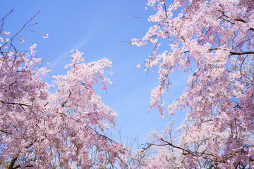 桜　青空の背景