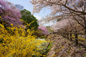 桜　白鳥温泉(香川県東かがわ市)