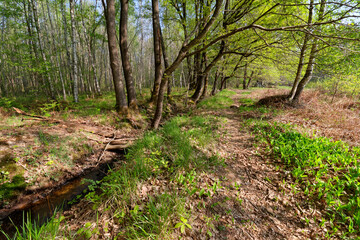 Naklejka na ściany i meble Lily of the valley and forest path in Ile-De-France region. Notre-Dame forest