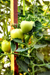 Young green tomatoes grow in a greenhouse in the garden in bright sunlight. Close-up, selective focus Background.
