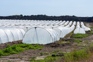 Rows of greenhouses of vegetables, especially Pomodoro di Pachino IGP, delicious cherry tomato from the south east of Sicily, Italy
