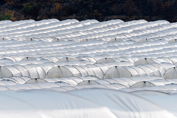 Fototapeta premium Rows of greenhouses of vegetables, especially Pomodoro di Pachino IGP, delicious cherry tomato from the south east of Sicily, Italy 