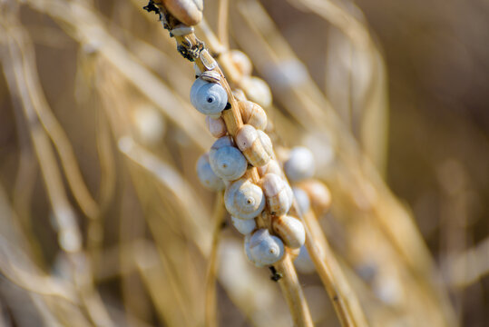 Cluster of snails stuck to a plant in the Sicilian countryside. Sicily, Italy.
