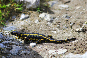 Une belle salamandre dans les Pyrénées
