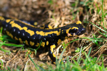 Une belle salamandre dans les Pyrénées