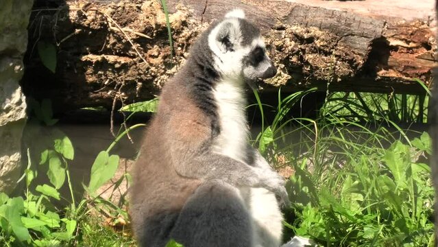 Lemur of Madagascar ring-tailed, sitting on the branches of a tree. Lemur catta species from Madagascar.