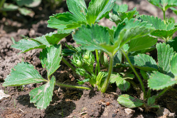 Young green strawberry plant on garden bed on bright sunlight. Cultivation and harvesting of organic berries in countryside.