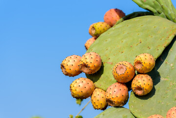 Close up on green prickly pears (Opuntia ficus indica) also known as Barbary fig, a species of cactus whose fruit have succulent flesh inside. Sicily.
