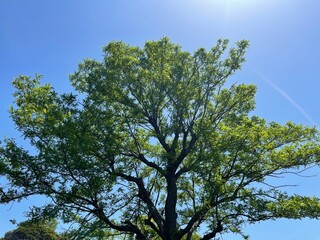 tree in the sky
blue sky 
sky 
tree 
forest 
mountain 
sunny 
青空
空
木
山
森
