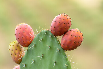 Close up on green prickly pears (Opuntia ficus indica) also known as Barbary fig, a species of...