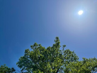 trees and sky
tree 
mountain 
forest 
sunny 
sunrise 
blue sky 
sky 
空
青空
木
森
山
太陽
陽射し
陽