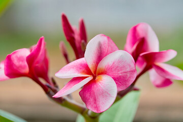 Pink plumeria flower blossom on tree branch