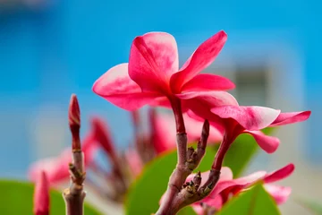 Foto op Plexiglas Pink plumeria flower blossom on tree branch © Anucha
