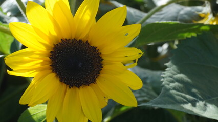 sunflower extreme close up