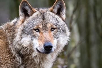 Close up of an adult wolve roaming in the forest