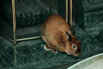 A scared brown pet decorative rabbit sniffs by the green fireplace