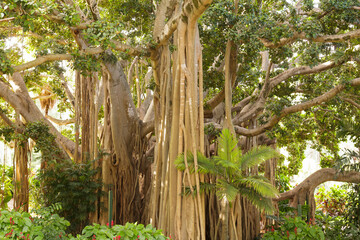 Gro&szlig;er Baum mit Verstrickungen