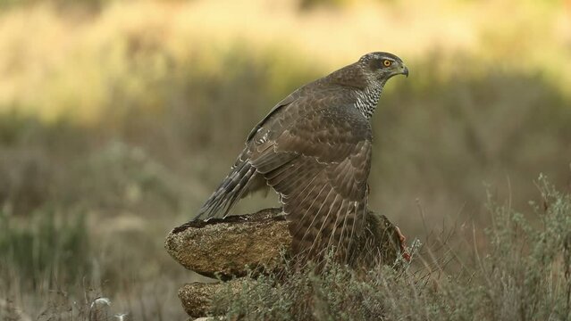 Adult female Northern goshawk protecting her food from another goshawk in a pine and oak forest in late afternoon light