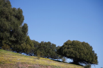 Archeological site of Medina Azahara
