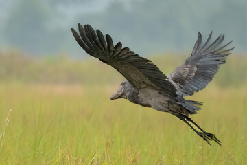 Shoebill Stork, Balaeniceps rex, flying in the wetland or swamp, Ziwa rhino sanctuary, Uganda, Africa
