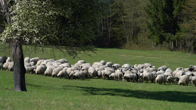 Sheep graze grass in mountain, spring - (4K)