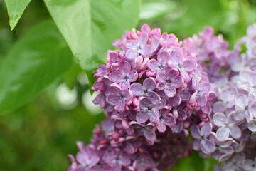 Fototapeta na wymiar Beautiful branch of lilac against the background of green leaves. Spring lilac flowers in raindrops.