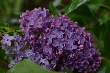 Beautiful branch of lilac against the background of green leaves. Spring lilac flowers in raindrops.