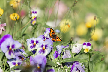 beautiful butterfly flies on the background of a flower meadow