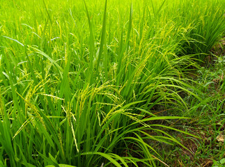 green rice field