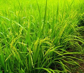 A view of a young rice garden, whose leaves are still green.