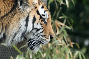 カッコいいトラ