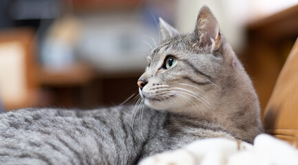 見つめる猫　サバトラ猫