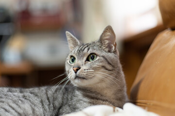 見つめる猫　サバトラ猫