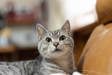 見つめる猫　サバトラ猫