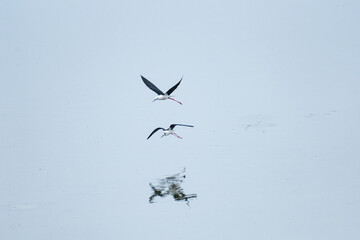 飛ぶ二羽の野鳥　セイタカシギ