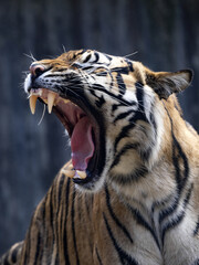 The female Sumatran Tiger, Panthera tigris sumatrae, stretches her jaw ligaments by yawning.