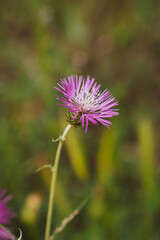 Beautiful close up of a purple flower