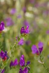 flowers in the garden