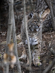 A Scandinavian lynx, Lynx lynx lynx, stands in the woods and looks around.